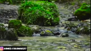 شعر زیبا خنده ی جام فریدون مشیری با منظره ی زیبا از طبیعت