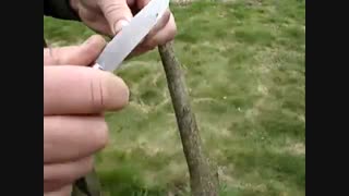 آموز قلمه زدن