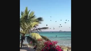 ساحل مرجان کیش
