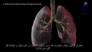 تاثیر کرونا بر بدن 2