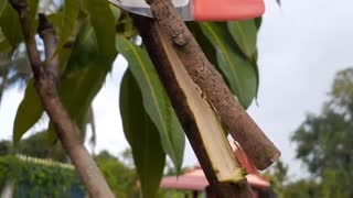 روش جدید قلمه زنی درختان