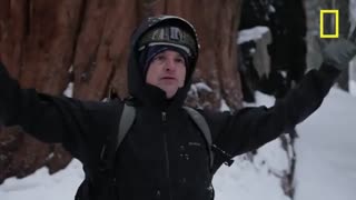 درخت سکویا غولی سبز در میان جنگل‌ها