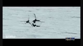 مستند پافین ها