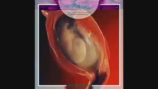 اولین علایم تشکیل نطفه