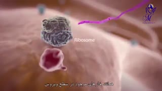 کرونا چگونه به بدن حمله می کند؟