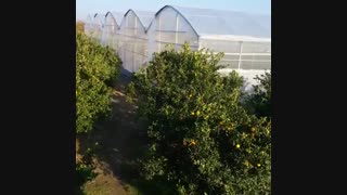 طراحی و ساخت گلخانه | 09121952067