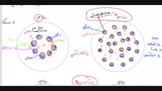 ساختار شناسی برگ ساقه و ریشه