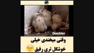 جوجه های زشته بامزه *-*