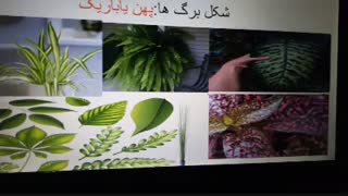 مدارس جوانه های مشهد خانم حسین زاده تدریس علوم  گوناگونی  گیاهان قسمت اول پایه چهارم