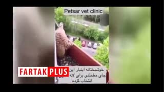 فیلم جالبی از یک آشیانه غیر معمول یک شاهین که پرویز پرستویی بازنشر داد