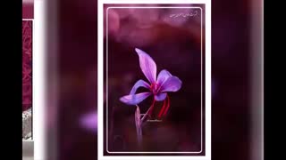 فروش زعفران