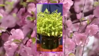 سیزده را در خانه به در می کنیم