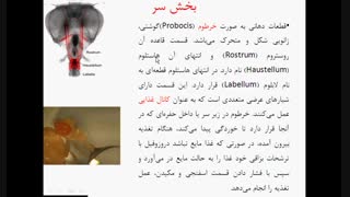 جلسه سوم. مورفولوژی مگس سرکه