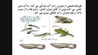 مهره داران 6