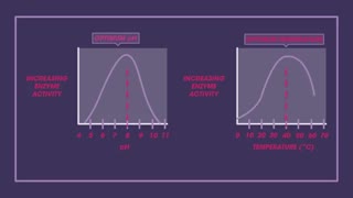 آنزیم آزمایشگاهی مراکز فروش در ایران (09357007743 فروش)