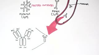 آنتی بادی چیست و از کجا آنتی بادی بخریم ؟ (09357007743 فروش)