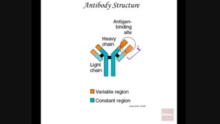 فروش انواع آنتی‌ بادی توسط شرکت سفیر آزما کیان (09357007743 فروش)