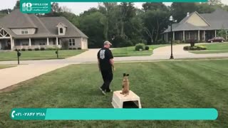 آموزش تربیت سگ- توله  دوبرمن