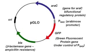 محیط کشت و صفحات ریختن  تکنیک های میکروبیولوژی (09357007743 فروش)