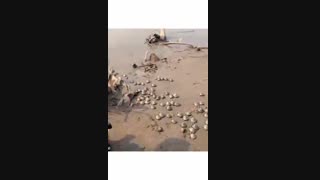 نجات حیوانات