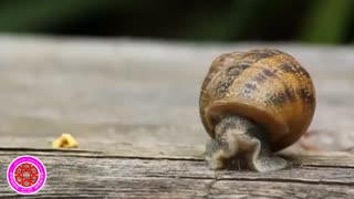 آفرینش حلزون