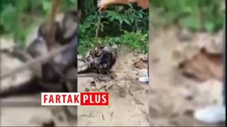 نجات یک سگ از بلعیده شدن توسط مار پیتون