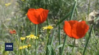 بهار زیبا در شهر یاقوت سرخ