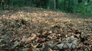 سریال The Walking Dead - فصل 2 قسمت 5 با دوبله فارسی