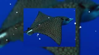 زیباترین موجودات دریایی