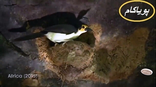 تاریخ طبیعت - 1