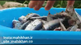 طرز تهیه ماهی ساردین شور - ماهی خان