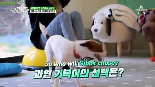 (A man who feeds the dog (Moonbyul of MAMAMOO