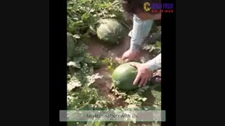 محسن گوزلی صادر کننده برتر در زمینه صادرات هندوانه ب32 پروو صادرات به روسیه و کشورهای عربی