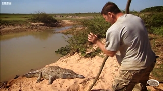 کوروکودیل - 1