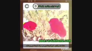 طبیعت زیبای جوانرود در فصل بهار