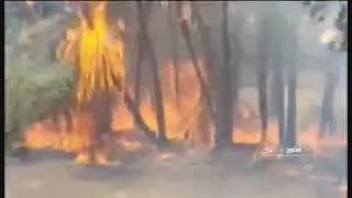 آتش سوزی در نخلستان شهر کتیج