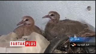 ماجرای جالب پرنده‌هایی که پسری را مجبور کردند تا پایش در کفش پدر بگذارد