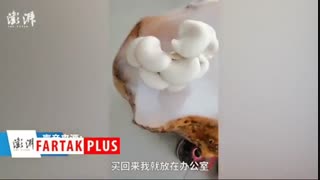 صحنه‌ای که کارگر چینی را پس از بازگشت به کارش حیرت زده کرد!