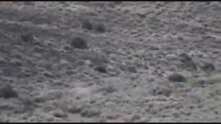 مشاهده یک خانواده ۵ فردی یوزپلنگ در ذخیره گاه زیستکره توران