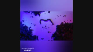 حساسیت کرم خاکی به نورهای مختلف