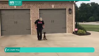 نحوه تربیت سگ موادیاب و زنده یاب