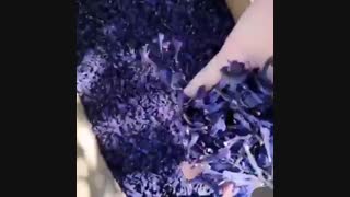 گل گاو زبان خشک