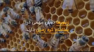 جهان بدون زنبور