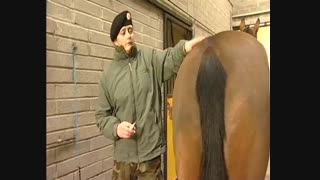 دوره بین المللی تیمارداران اسب