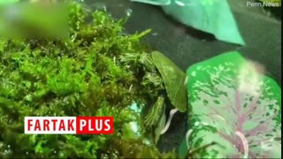 پیداشدن لاکپشت دوسر نادر در ویرجینیا!