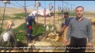 معرفی خدمات مرکز (پشم چینی حرفه ای و صنعتی)