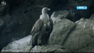 مستند 300 میلیون سال