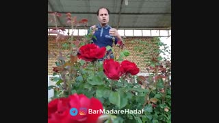 پذیرش یا انکار بحران❓_دکترنیکوروش