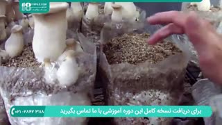 نحوه پرورش قارچ در گاراج و زیرزمین