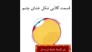 تفاوت تشخیص رنگ توسط خانم ها و آقایان